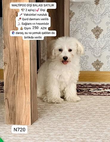 купить собаку в: Maltipoo dişi balası - 2 aylıq, dişi - Vaksinləri vurulub - Qurd — 1