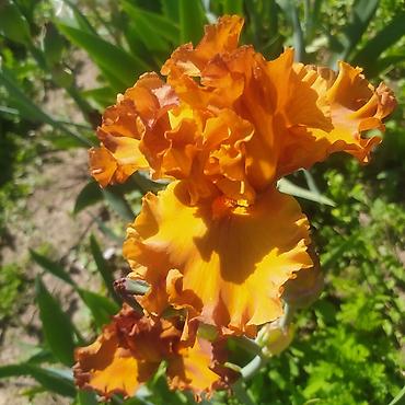 Другие товары для дома и сада: Ирисы 100сом — 1