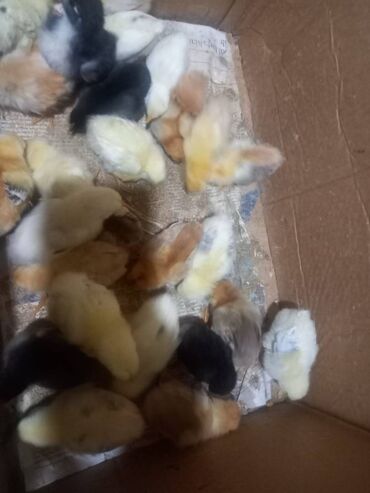 mayalı toyuq yumurtası: Toyuq cücələri, Damazlıq, Pulsuz çatdırılma
