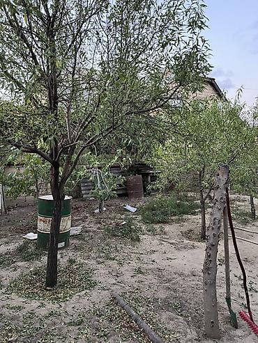 türkan ev: Sarayda torpağ 2.5 sotdu . Bu həyəti alan özü üçün evdə tikə bilər — 5