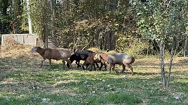 кок бору ат: Продаю | Баран (самец) | Арашан — 6