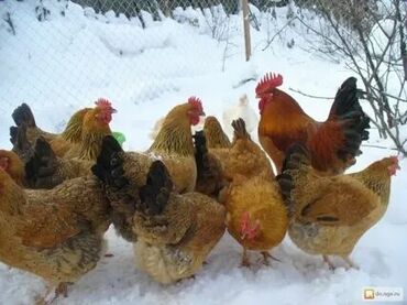 Куры, петухи: Продаются куры кученская юбилейная, примерно 70 голов, возраст один at lalafo.kg Куры, петухи: Продаются куры кученская юбилейная, примерно 70 голов, возраст один