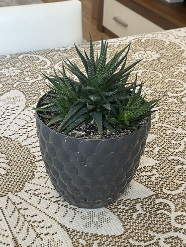 pencere tutacağı: Haworthia – dekorativ mini sukulent Kompakt ölçülü, baxımı asan və