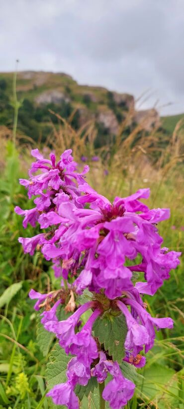 Bal: Müalicəvi Göyçay qaratikan balı 100% tam təbii baldır. Süzülmə bal — 15