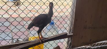 Xoruzlar: Xoruz, Heyratı, il: 1, Ünvandan götürmə — 16