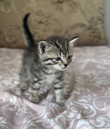купить кошку британская вислоухая: 1 месяц, Мальчик, Серый