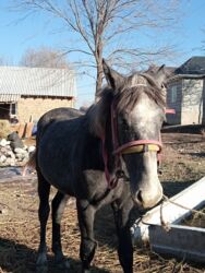 паяльная лампа бишкек: Тай сатылат жазга кунан