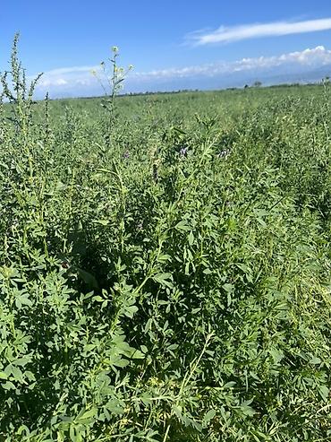 Корма для с/х животных: Беде тюк сатылат Сокулукта. 2-3 чү орум,беде суугарылган, гүлдөтүп — 7