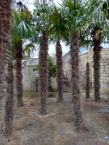 dekorativ bitkilər: Salam palma ağacı alan şəxs özü cıxaracaq ağacı.ona gördə çox ucuz
