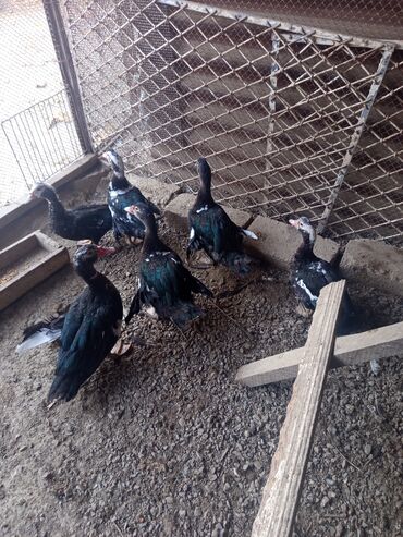 Ördəklər: Salam yerli və cins ördəklər satılır 20-70 manat arası ünvan Gəncə - — 4