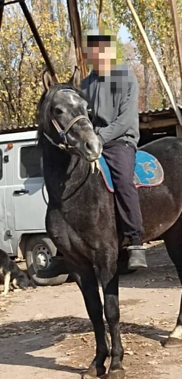 показы 1 354 72 договорная кошка даром британская короткошёрстная 1 год мальчик метис 2 позвонить написать: Продаю | Жеребец