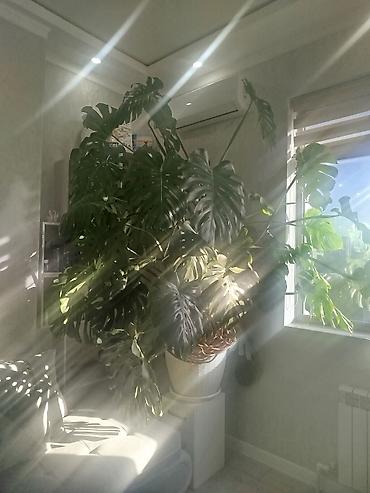 цветы камелия: Монстера делициоза (Monstera deliciosa), крупное взрослое комнатное — 8