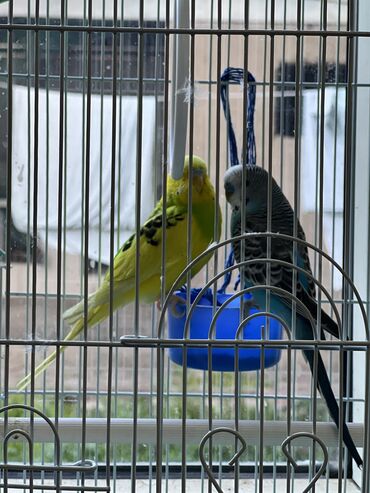 желтый домик масло бишкек: Продаётся попугаи с решёткой с доставкой