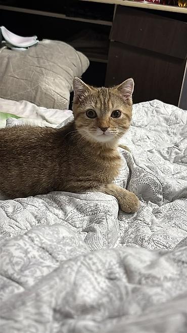 scotish fold: 🐾 Отдадим котёнка в добрые и заботливые руки ❤️ Котёнок очень добрый — 1
