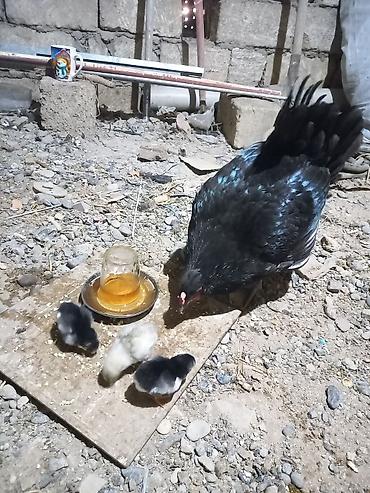 avstrolop cuceleri: Toyuq, Australorp, Damazlıq, Ünvandan götürmə — 6