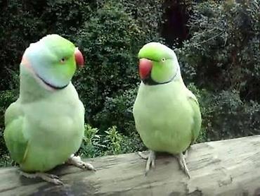 Məhsul: Yaşıl Halqa-boğaz (Ringneck) tutuquşusu Xüsusiyyətlər: -