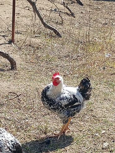 Toyuqlar: ‼️ Təcili Satılır ‼️ 53 ədəd tam sağlam 4.ay yarımlıq colpalar — 12