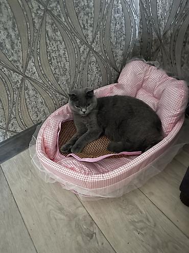 коротколапая кошка: Скотиш Страйт (Шотландская прямоухая), 1 месяц, Мальчик, Серебристая шиншилла, Приучена к лотку — 5