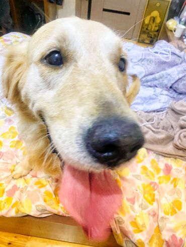 İtlər: Retriever, 1 il, Erkek, Peyvəndli — 7