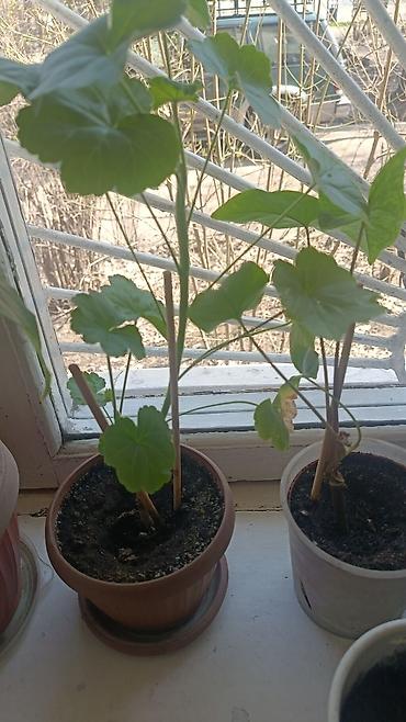 Другие комнатные растения: Элегантное домашнее растение с длинными побегами и глянцевыми зелеными — 9