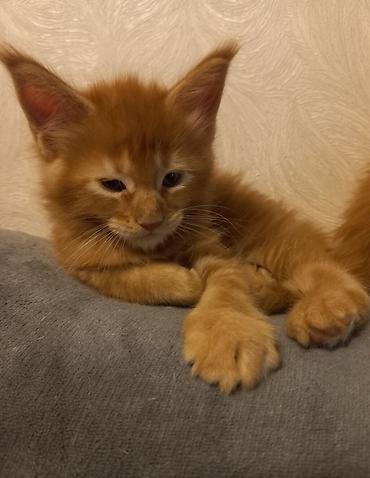 Продажа кошек: 🐾🐈Предлагаются к ранней брони очаровательные котята мейн-кун — 5