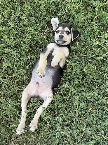 щенки собак: Щенки ищут любящий дом! 🐶❤️ Отдаем очаровательных щенков в добрые — 5