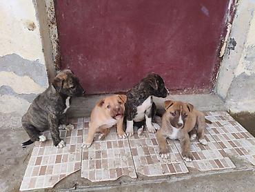 pit dermani: 1 ay — 6