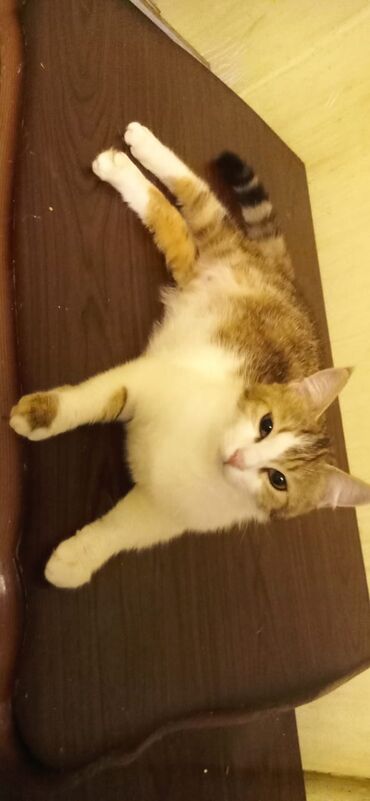 сиамские кот: Красивая девочка 8 месяцев срочно ищет дом. она привита и это супер