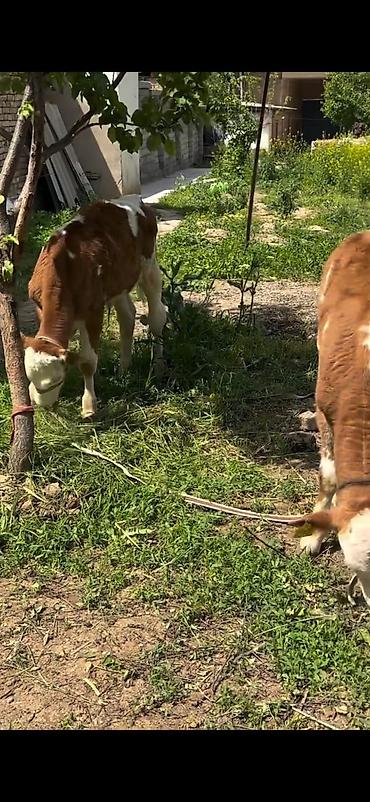 Dana, buzov: 2 baş simmental tipli dana - Növ: ətlik-südlük istiqamətli simmental — 14