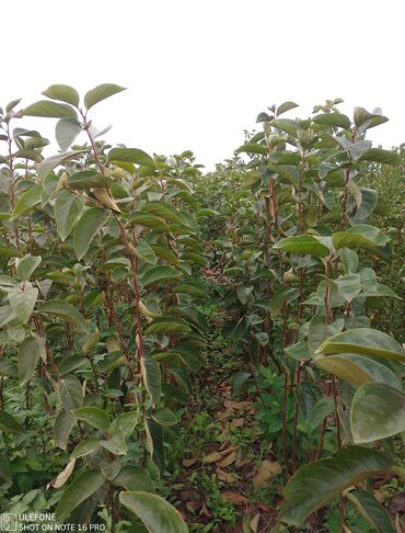 Şitillər: Meyvə tingləri satışdadır və sağlam zəmanətli sifariş verə bilərsiz -da lalafo.az — 27 Şitillər: Meyvə tingləri satışdadır və sağlam zəmanətli sifariş verə bilərsiz — 27