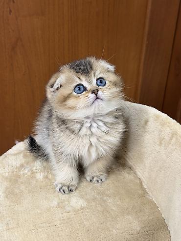 шотландская кошка шиншилла: Шотландский вислоухий котёнок золотого окраса. Шкотиш фолд — 1