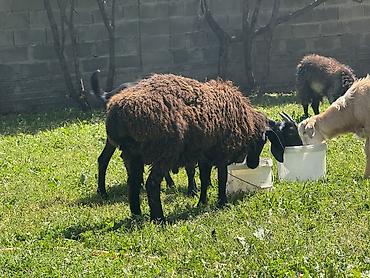 Баран, овца: Продаю | Баран (самец) at lalafo.kg — 17 Баран, овца: Продаю | Баран (самец) — 17