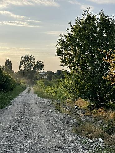ev gülleri ve adlari: Meyvə bağı – gilas ağacları Magıstral yolun düz qırağında yerləşir — 4