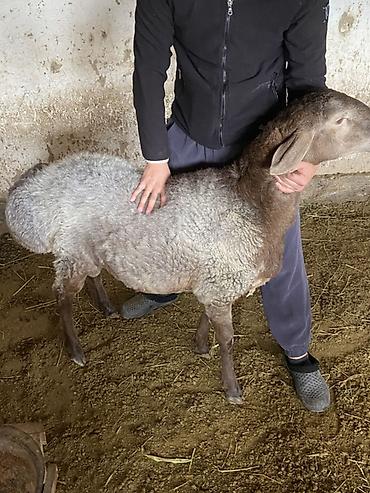 Баран, овца: Продаю | Баран (самец) | Гиссарская | На забой | Племенные — 2