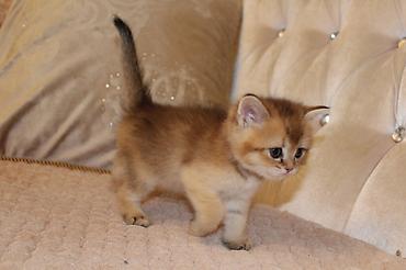 Pişiklər: Qızıl şinşilla, Erkək — 13