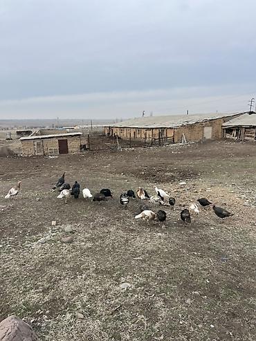 Индюки: Продаю | Индюшата | Для разведения — 1