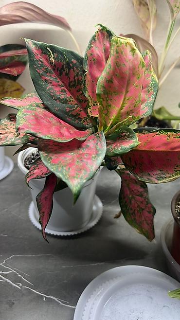 куст: Замиокулькас (ZZ plant) в горшках разных размеров. - — 5