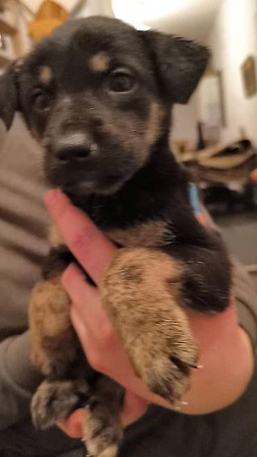 Отдам даром собаку: ПРИЮТ СОБАЧЕК большой выбор много красивых щенков и умных собак. ВСЕ — 20