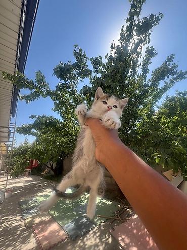 бесплатные котята: Котята даром. очень ласковые и красивые. 2 мальчика и 3 девочки. если — 1