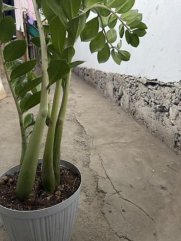 Замиокулькас (ZZ plant) в горшке - Комнатное декоративнолистное