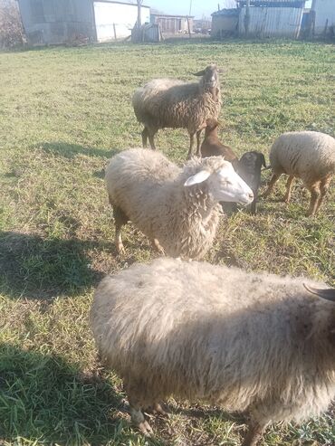 Qoyunlar, qoçlar: 1ci 2ci 4cü qardilar 470 deylir balali cidi şexsler zeng vursun -da lalafo.az — 5 Qoyunlar, qoçlar: 1ci 2ci 4cü qardilar 470 deylir balali cidi şexsler zeng vursun — 5