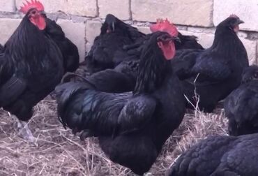 yumurta toyuq: Təmiz Avstrolop mayalı yumurta.Bu toyuqların yumurtası 15 toyuq 5