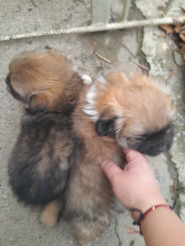 pudil iti: Pekines, 2 ay, Erkek, Ünvandan götürmə