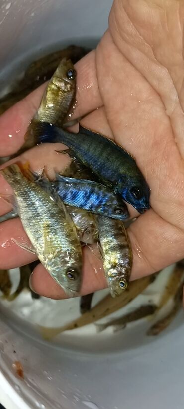 akvarium qiymətləri: Multikolor balıqı Qiymet 1Azn. BOYUK OLCULER 2 AZN!!! ✅️ WhatsApp