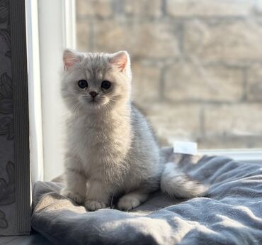 Yuvalar: Pişiklərin dincəlməsi və əylənməsi üçün nəzərdə tutulmuş müxtəlif lalafo.az -da Yuvalar: Pişiklərin dincəlməsi və əylənməsi üçün nəzərdə tutulmuş müxtəlif
