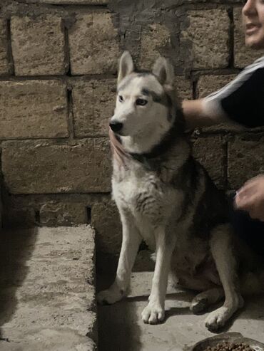 quba itler: Xaski, 10 ay, Dişi, Peyvəndli, Ünvandan götürmə