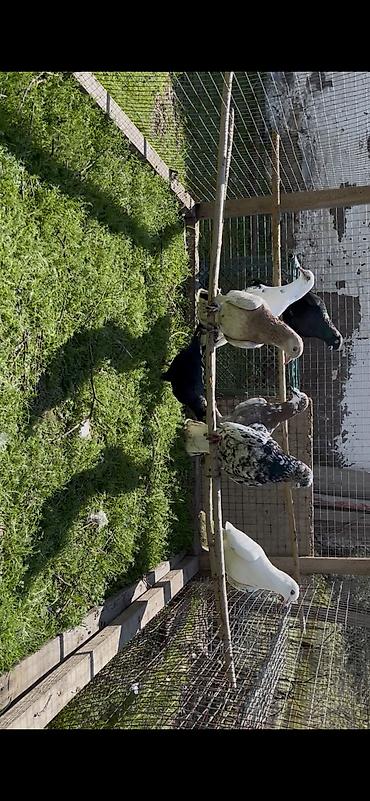 Göyərçinlər: Goyercinler satilir — 5