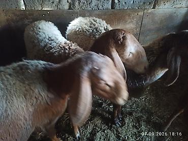 булан животное: Продаю | Ягненок | Арашан — 6
