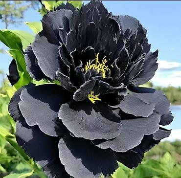 Другие садовые цветы и кустарники: Пион травянистые сорта. Пионы гибридные сорта. Пионы древовидные — 30