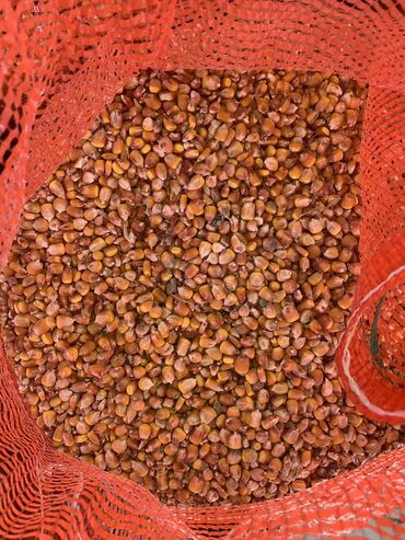 где купить зерна кукурузы: Кукуруза сатылат кургаган баштай Жана дан боюнча Бишкек ак орго